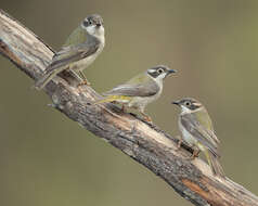 Image of Brown-headed Honeyeater