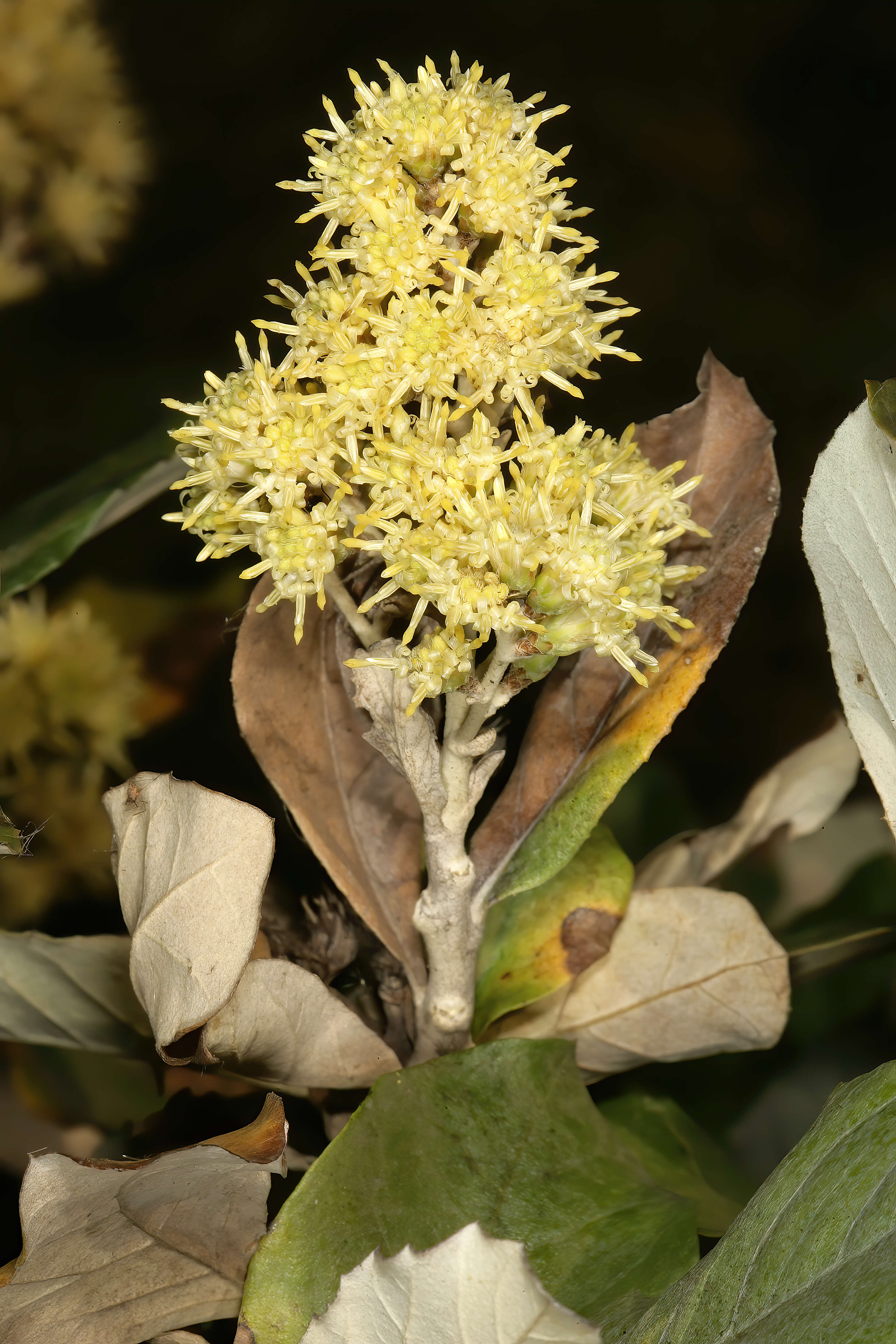 Image of Brachylaena discolor var. rotundata (S. Moore) H. J. Beentje