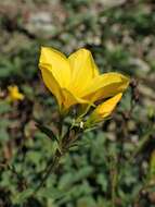 Image of golden flax