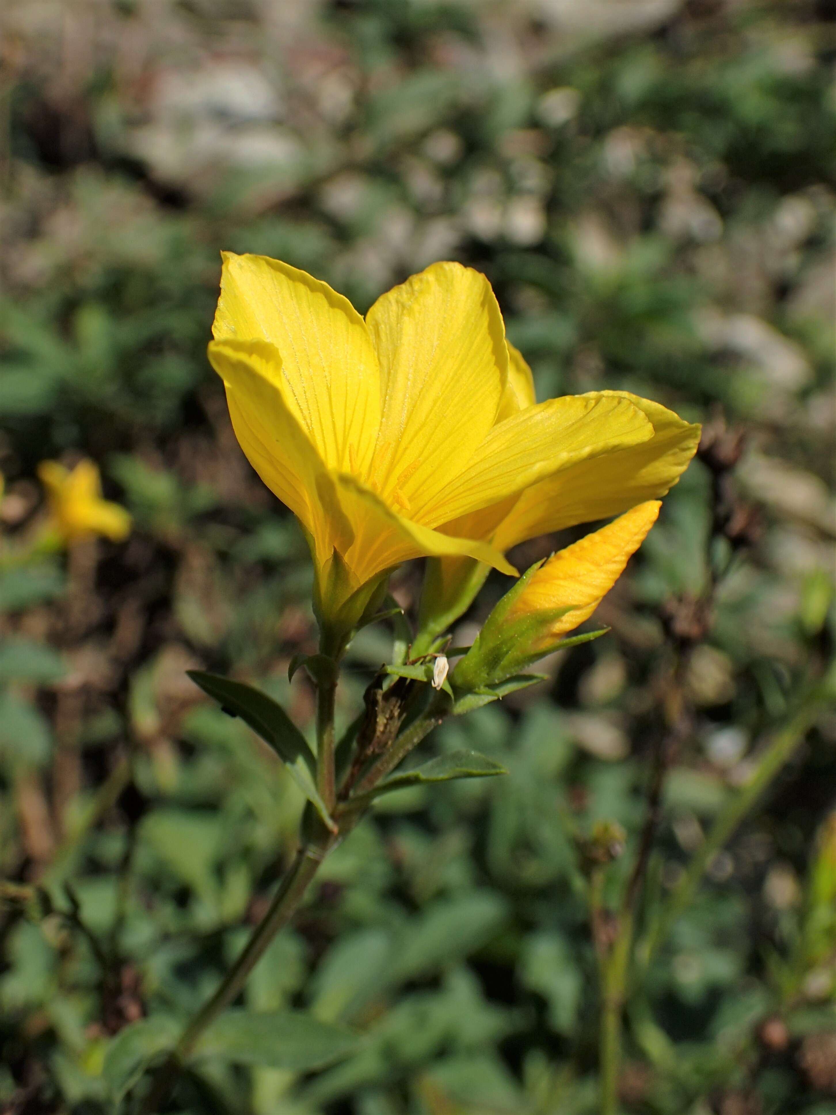 Image of golden flax