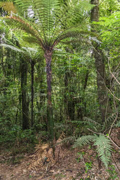 Image of Rough Tree Fern