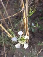 Nigella arvensis L. resmi