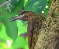 Image of Northern Barred Woodcreeper