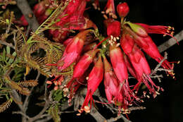 Image of Hottentot's Bean