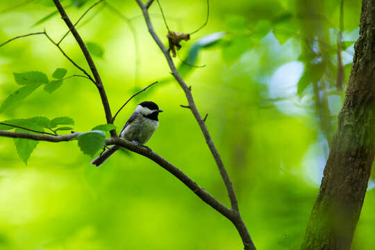 Image of Carolina Chickadee