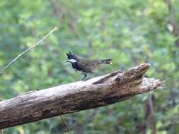 Image of Eastern Whipbird