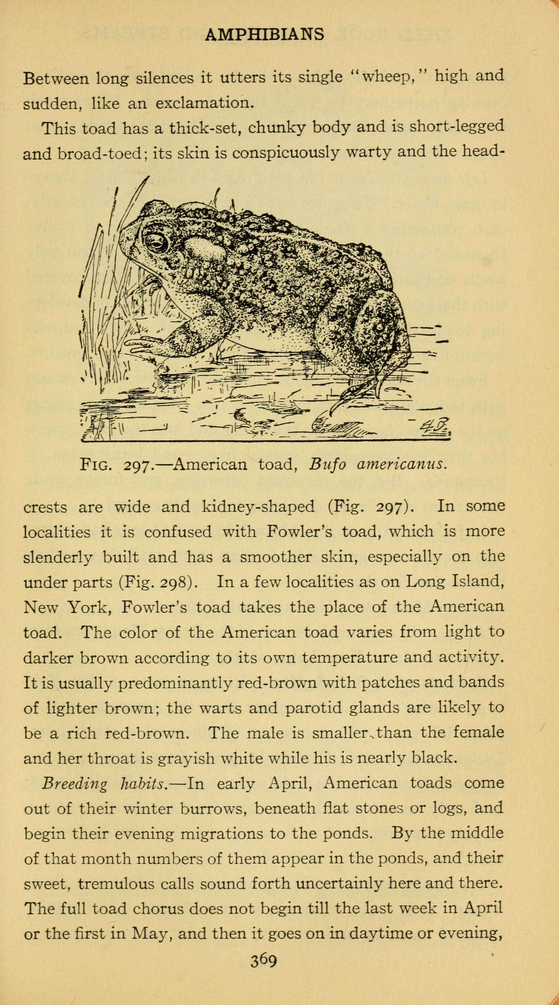 Image de Anaxyrus americanus (Holbrook 1836)