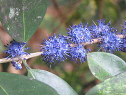 Слика од Memecylon umbellatum Burm. fil.