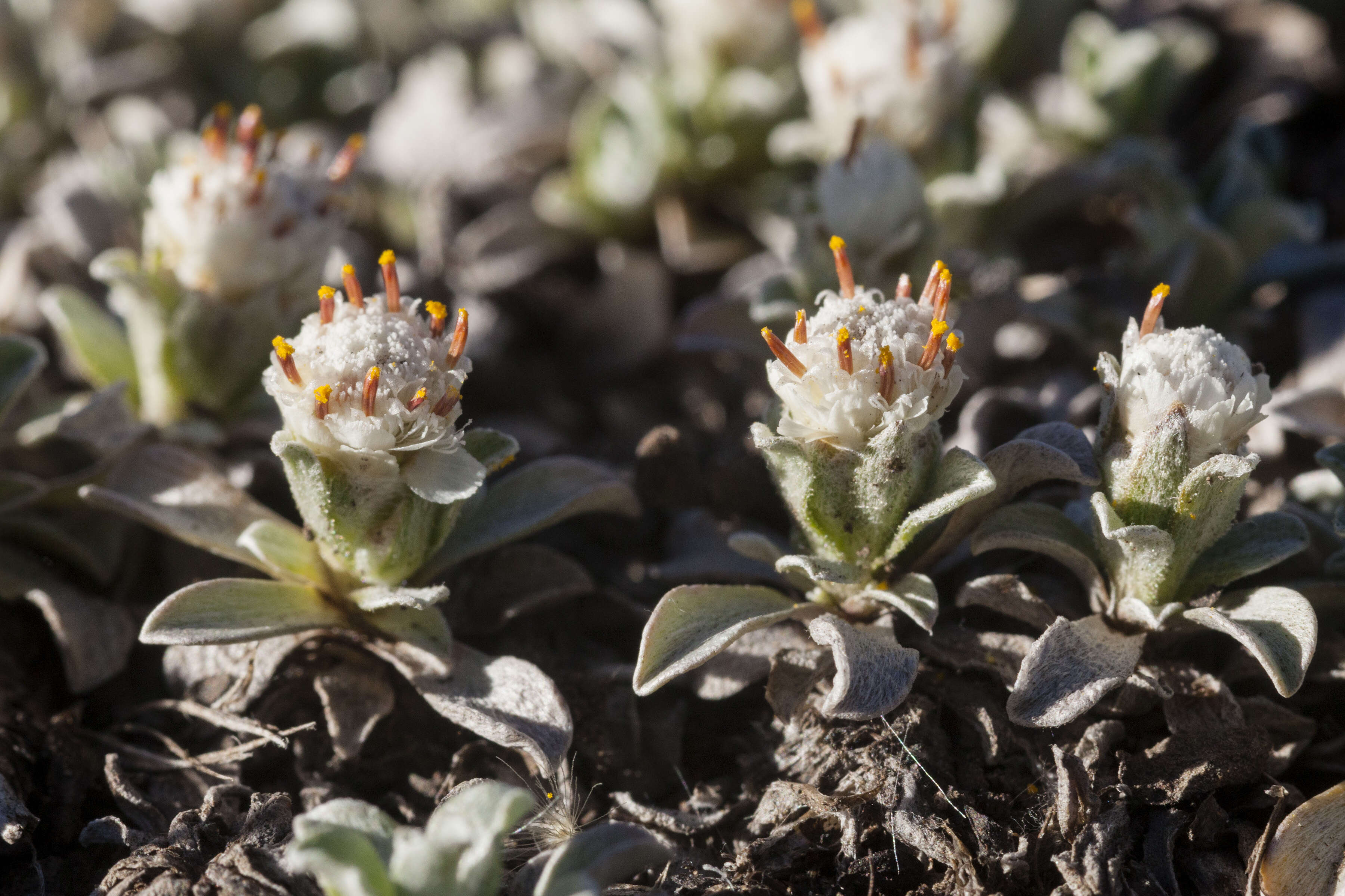 Image of Kaibab pussytoes