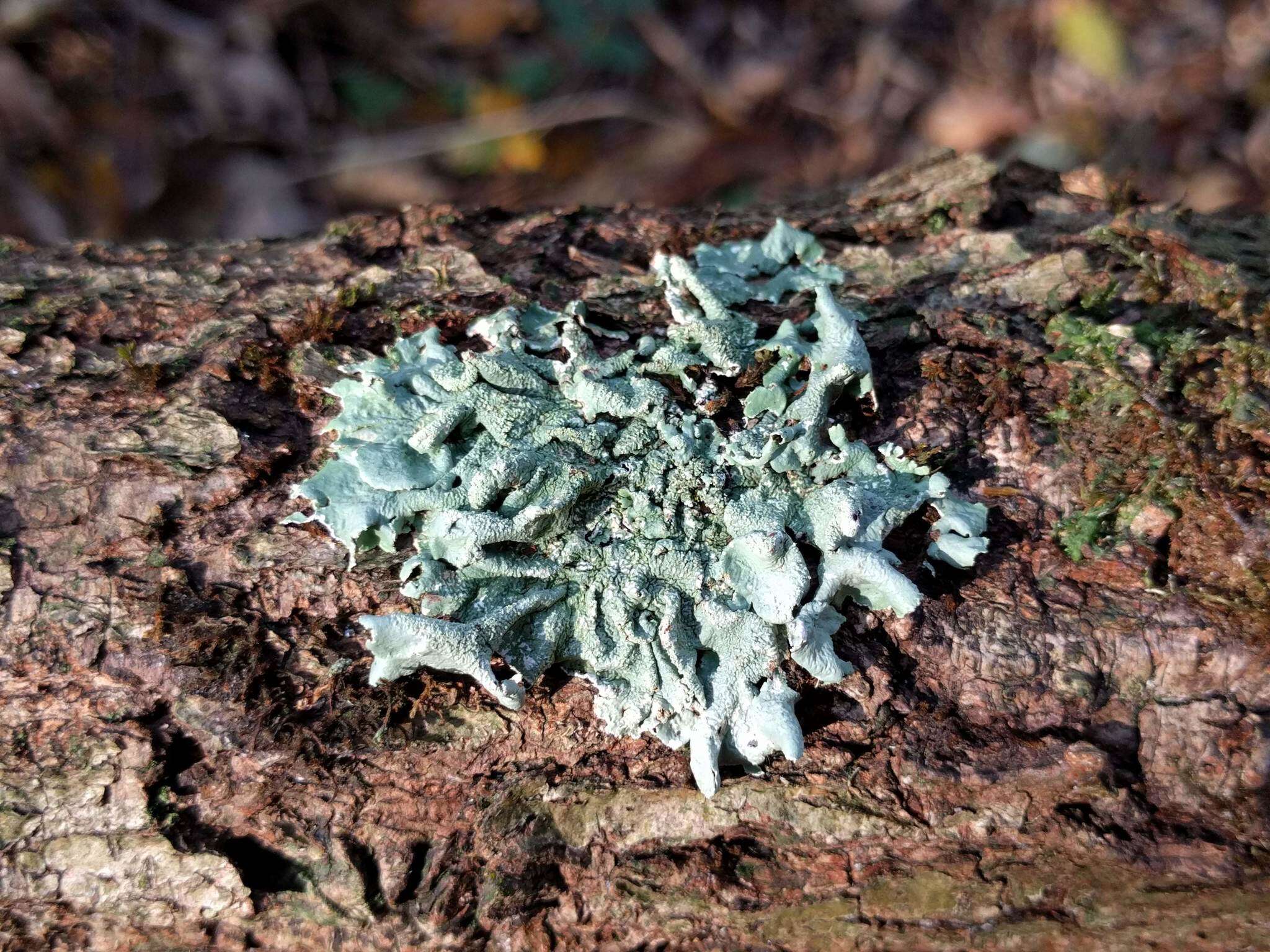 Image of Common greenshield lichen