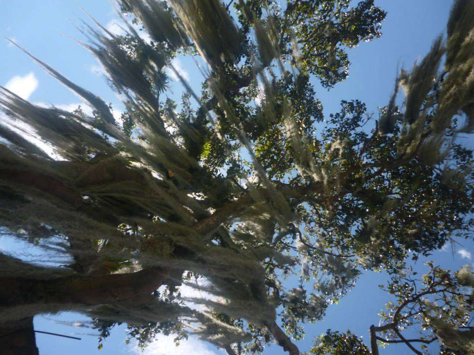 Image of Spanish moss