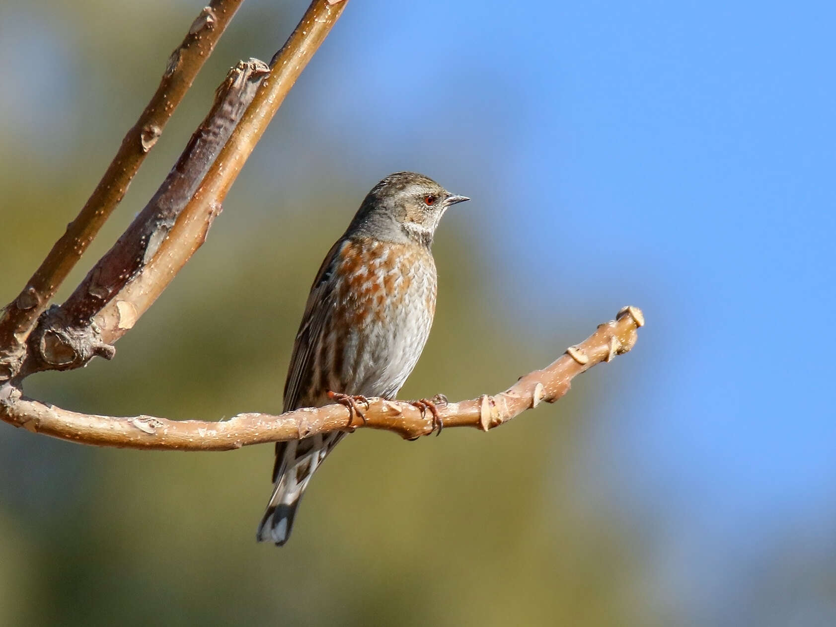 Image of Altai Accentor