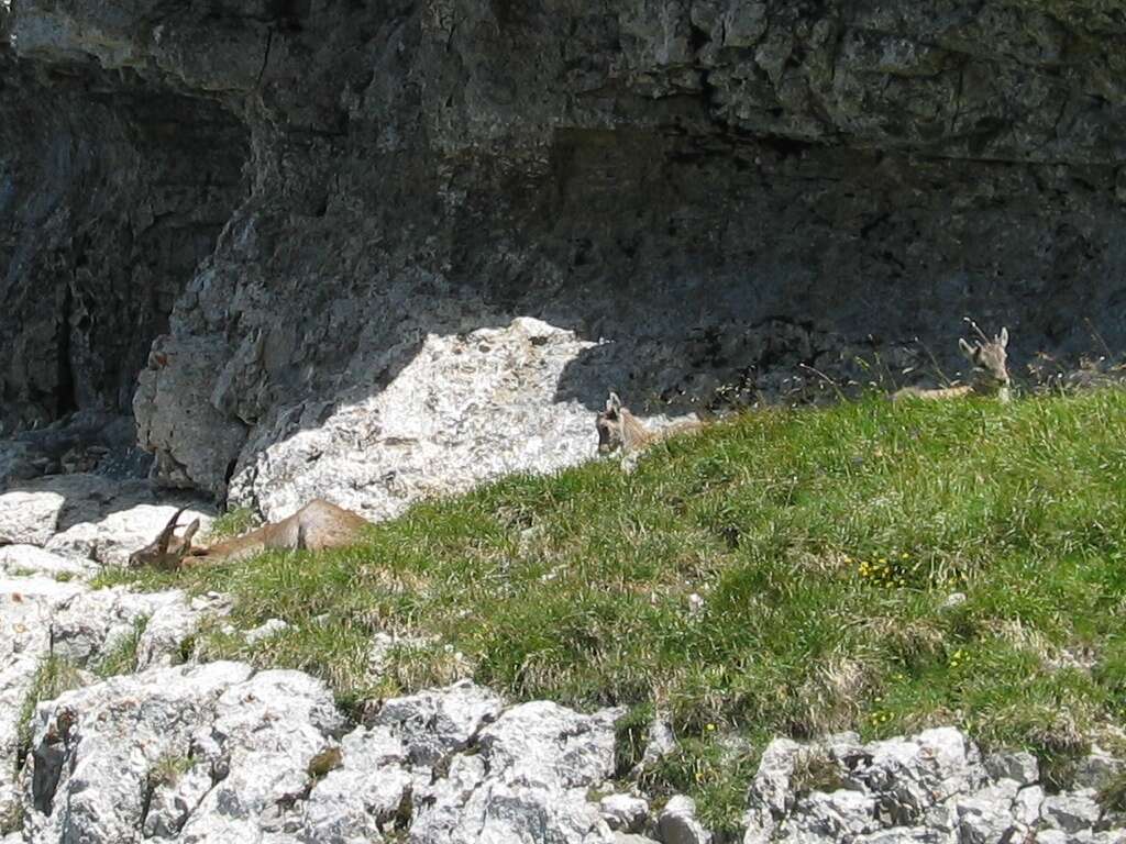 Image of Alpine Ibex