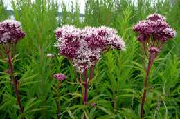 Image of hemp agrimony