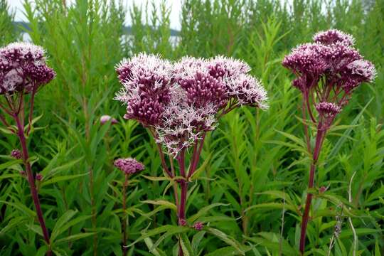 Image of hemp agrimony