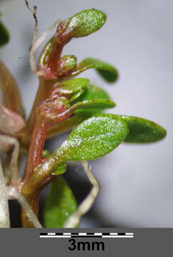 Image of eight-stamened waterwort