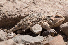 Image of Greater Short-horned Lizard