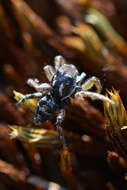 صورة Habronattus borealis (Banks 1895)