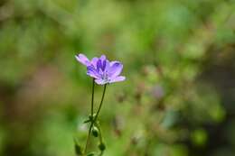 Image of hedgerow geranium