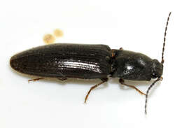 Imagem de Athous haemorrhoidalis