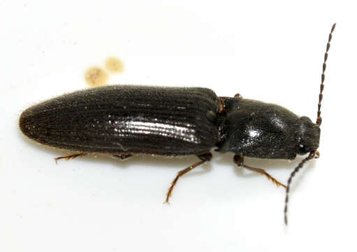 Image of Athous haemorrhoidalis