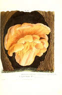 Image of Bracket Fungus