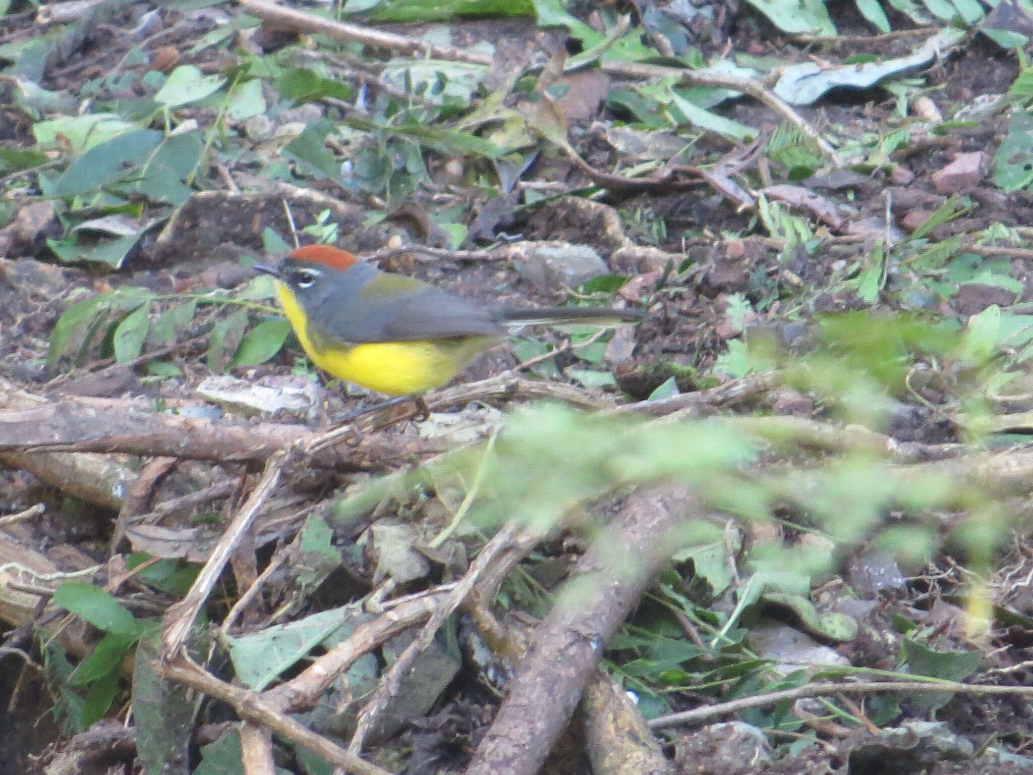 Image of Brown-capped Redstart