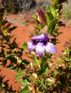 Image of Eremophila willsii F. Muell.