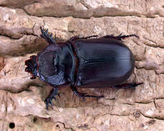 Image of Asian rhinoceros beetle