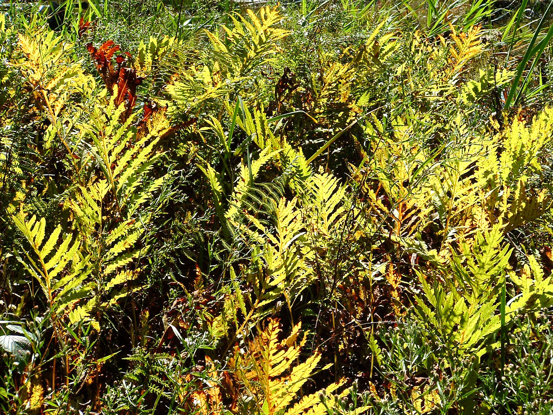 Image of sensitive fern