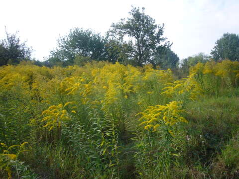 Solidago canadensis L. resmi