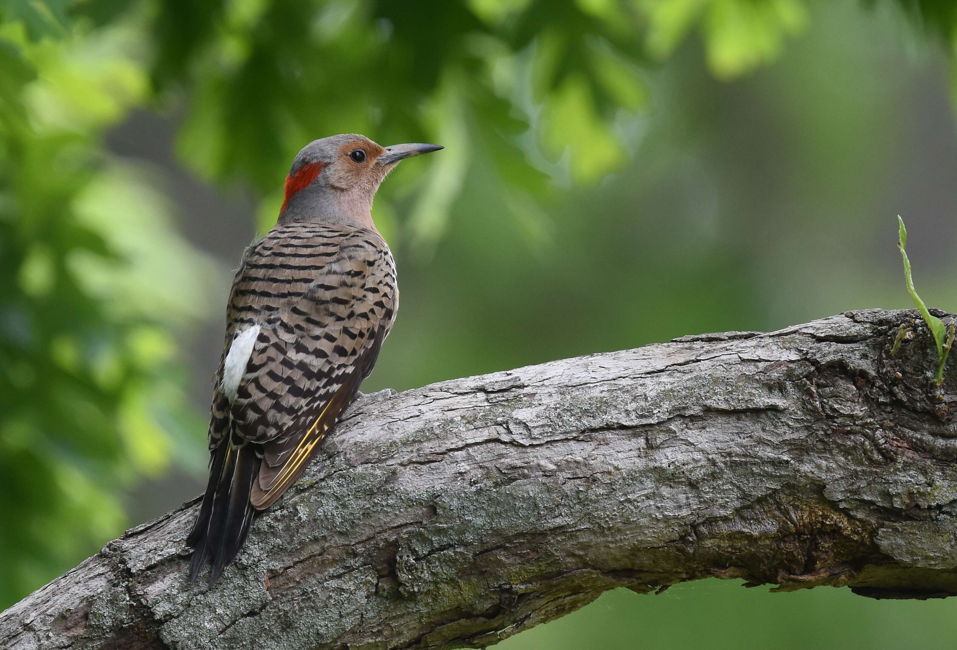 Image of Northern Flicker