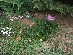 Image of winter daffodil