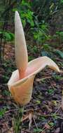 Image of Amorphophallus bulbifer (Roxb.) Blume