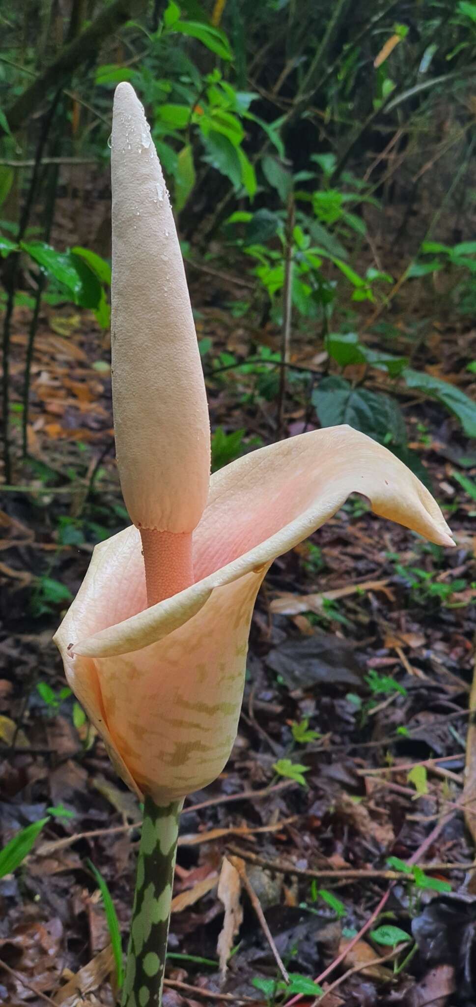 Image of Amorphophallus bulbifer (Roxb.) Blume