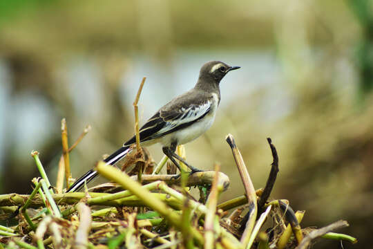 Image of White-browed Wagtail