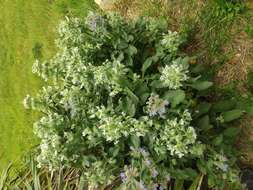 Image of borage