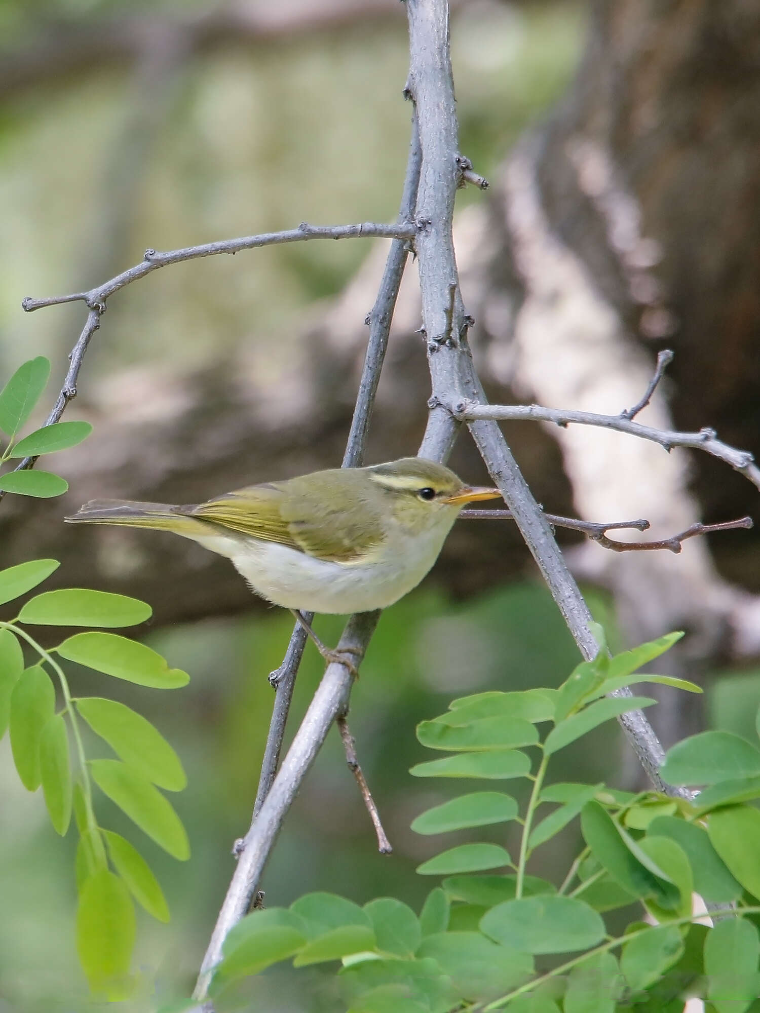 Plancia ëd Phylloscopus occipitalis (Blyth 1845)