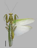 Image of Giant Asian Mantis