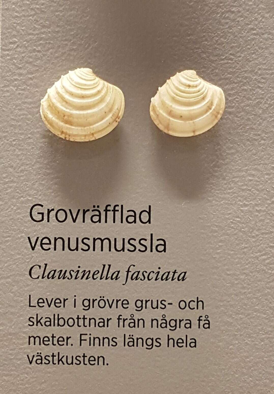 Image de Clausinella fasciata (da Costa 1778)