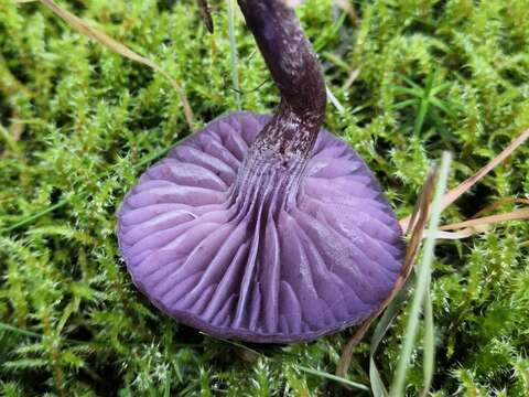 Image of Laccaria amethystina Cooke 1884