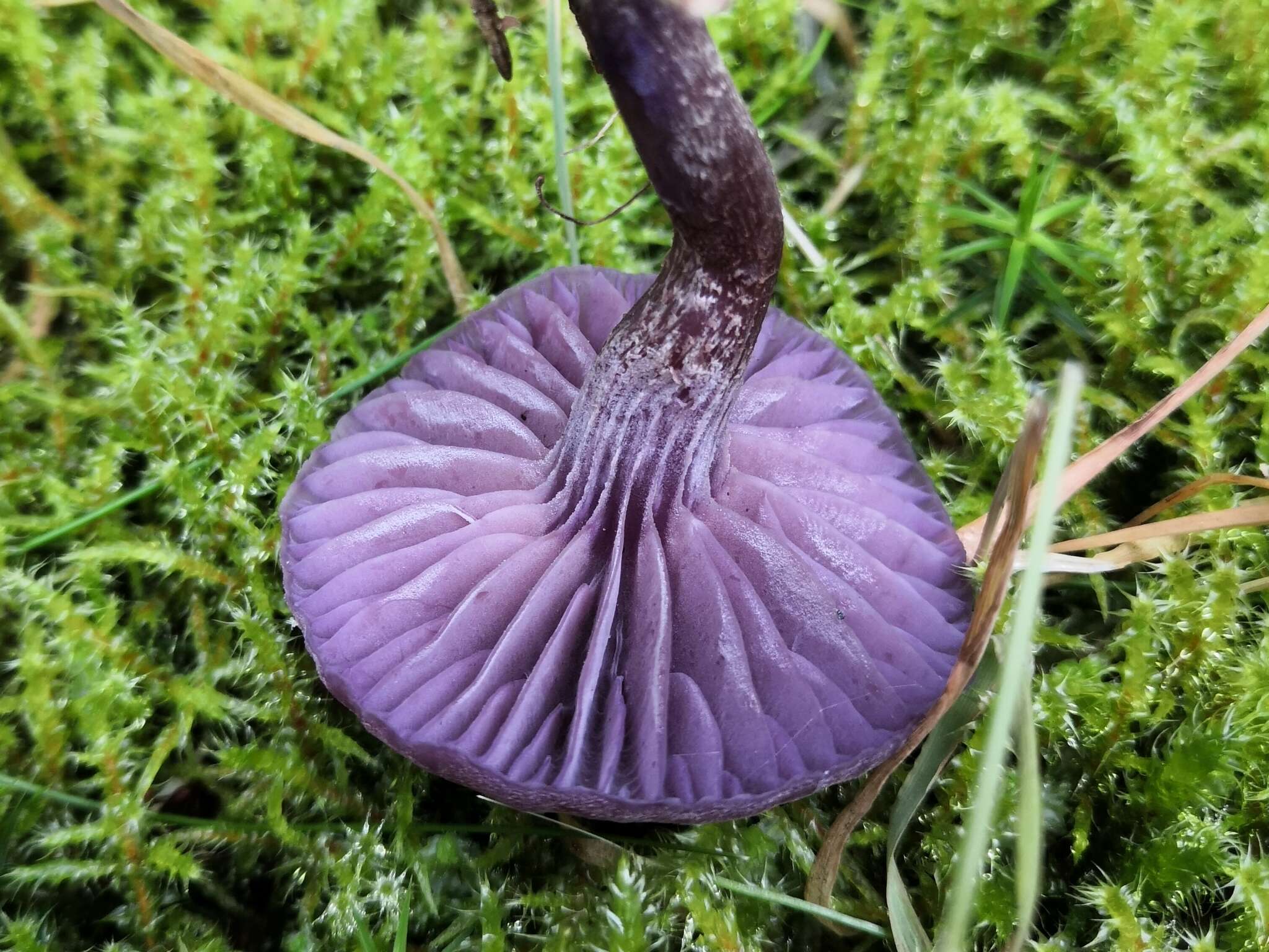 Image of Laccaria amethystina Cooke 1884