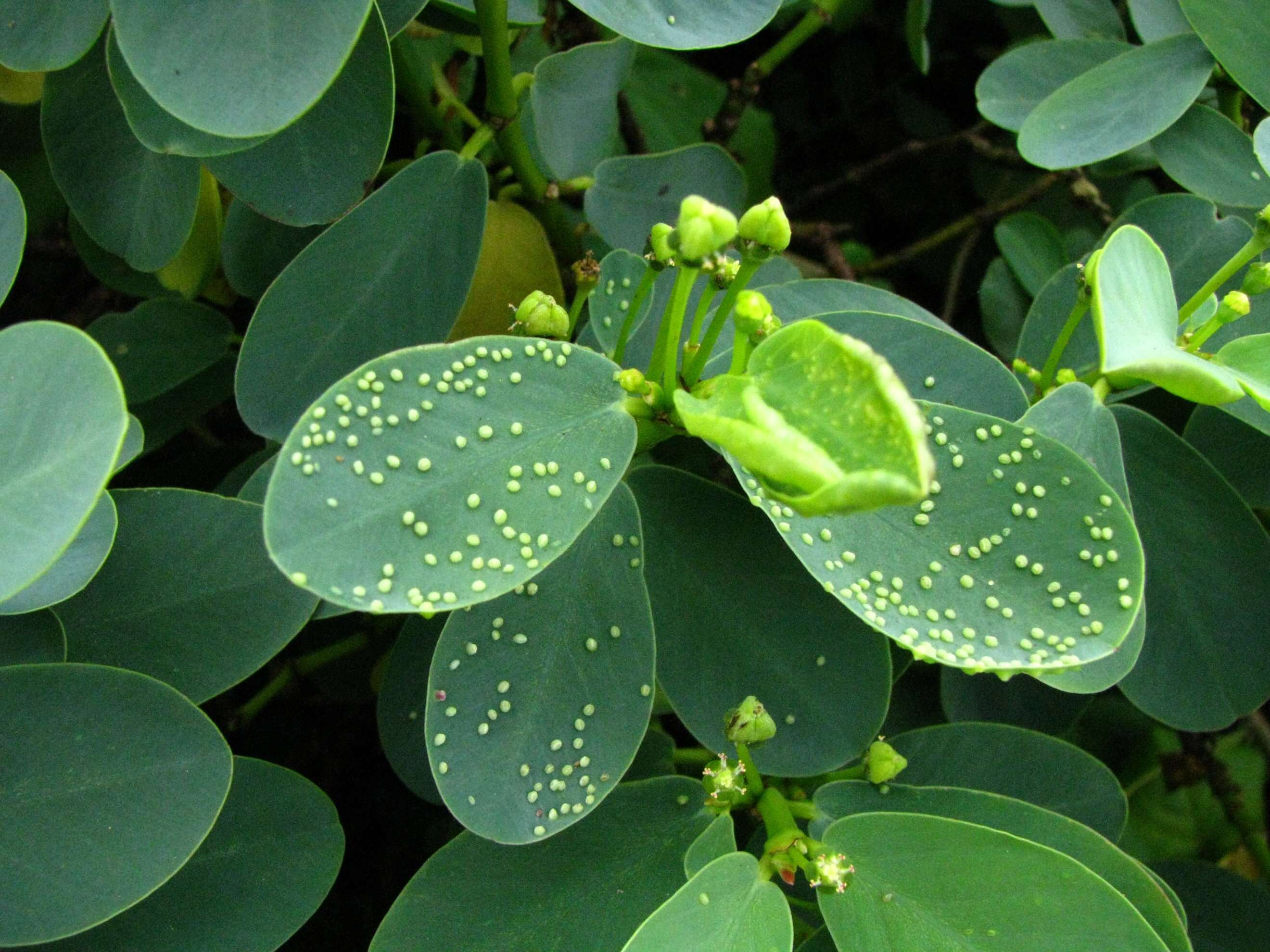 Image of Ekoko