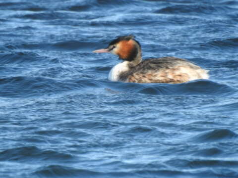 Image of Podiceps Latham 1787