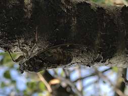 Image of Cicadas, Leafhoppers, and Treehoppers