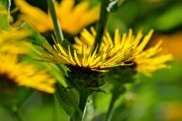 Inula helenium L. resmi