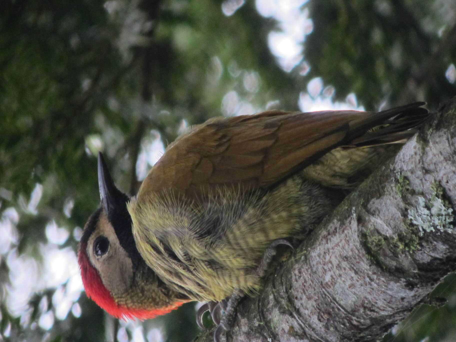 Image of Golden-olive Woodpecker