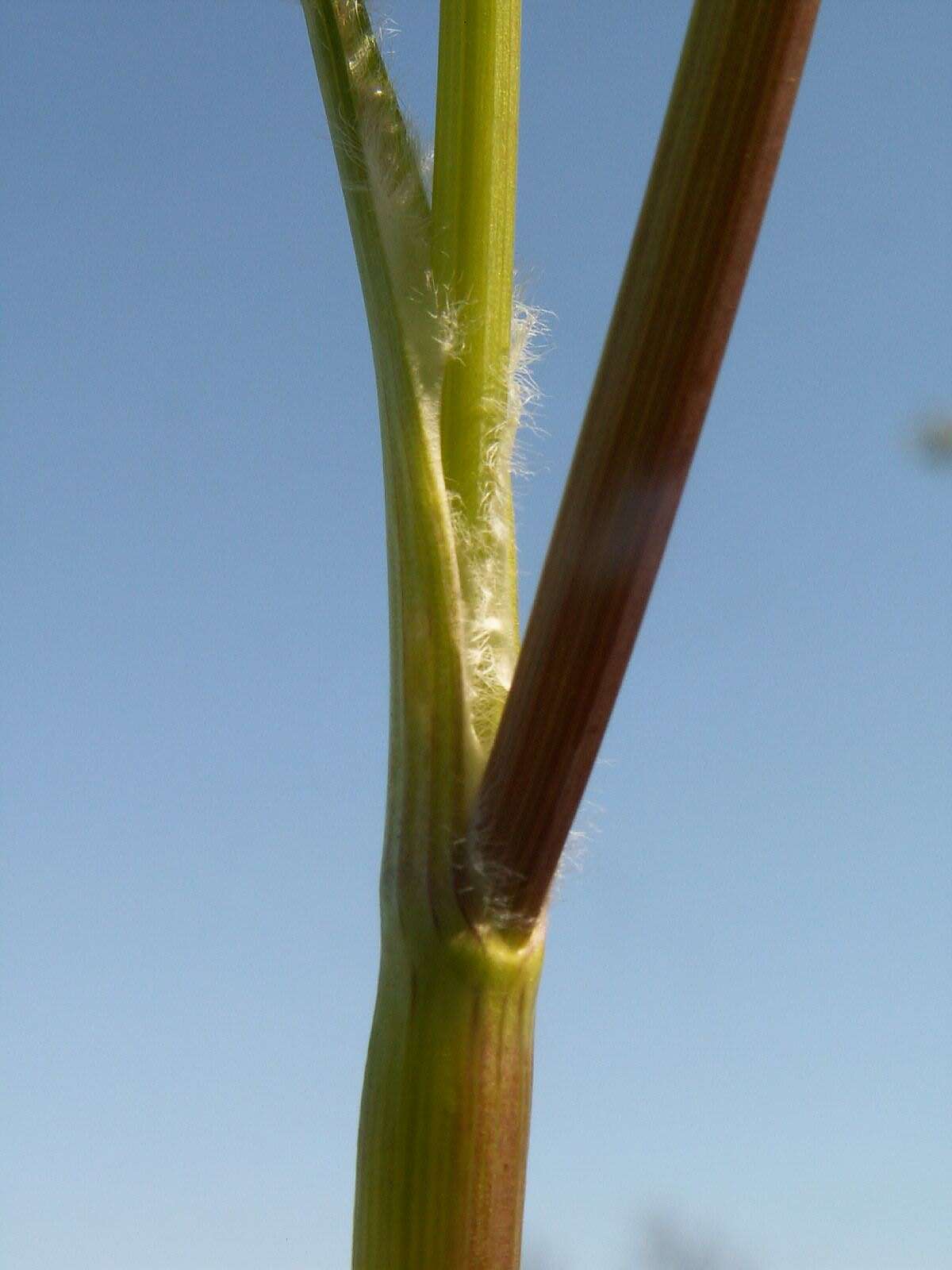 Image of bur chervil