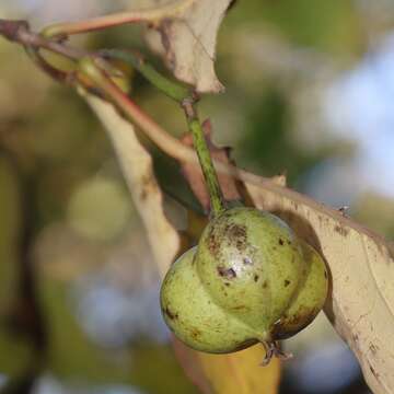 Image of Neoshirakia japonica (Siebold & Zucc.) Esser