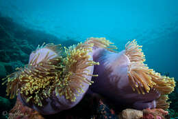 Image of Bulb-Tip Anemone